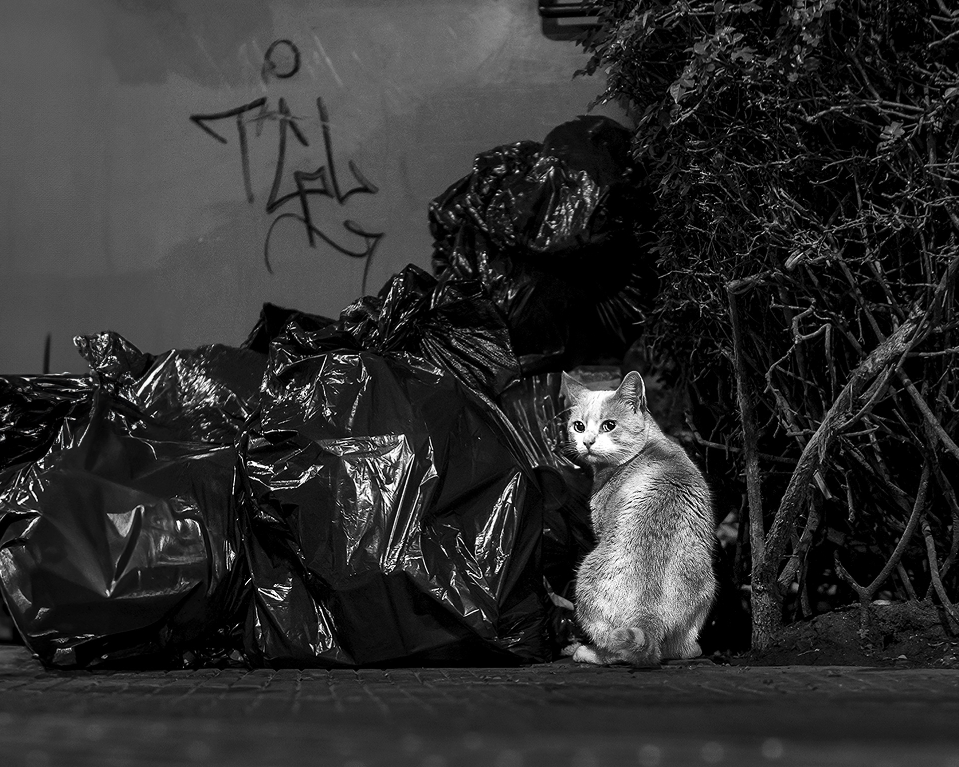 Entre la basura y arbustoss